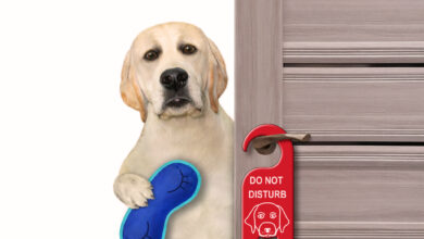 Pet-Proofing Your Home: A Complete Safety Checklist