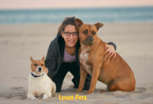 Pet Photography Perfection: Capturing Moments That Last